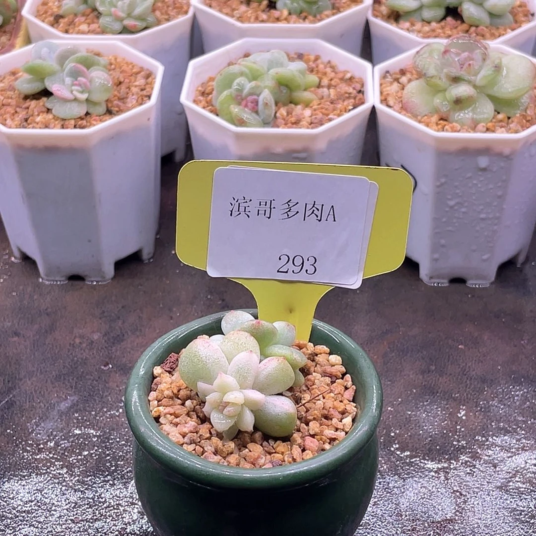 蓝***婆滨哥多肉A293冰玉锦➕黄绿陶瓷盆