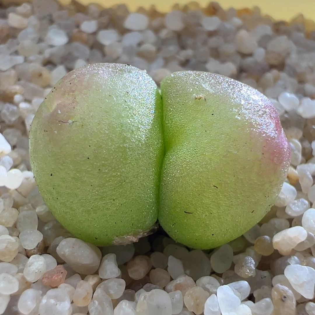 1494优选双头灯泡一颗