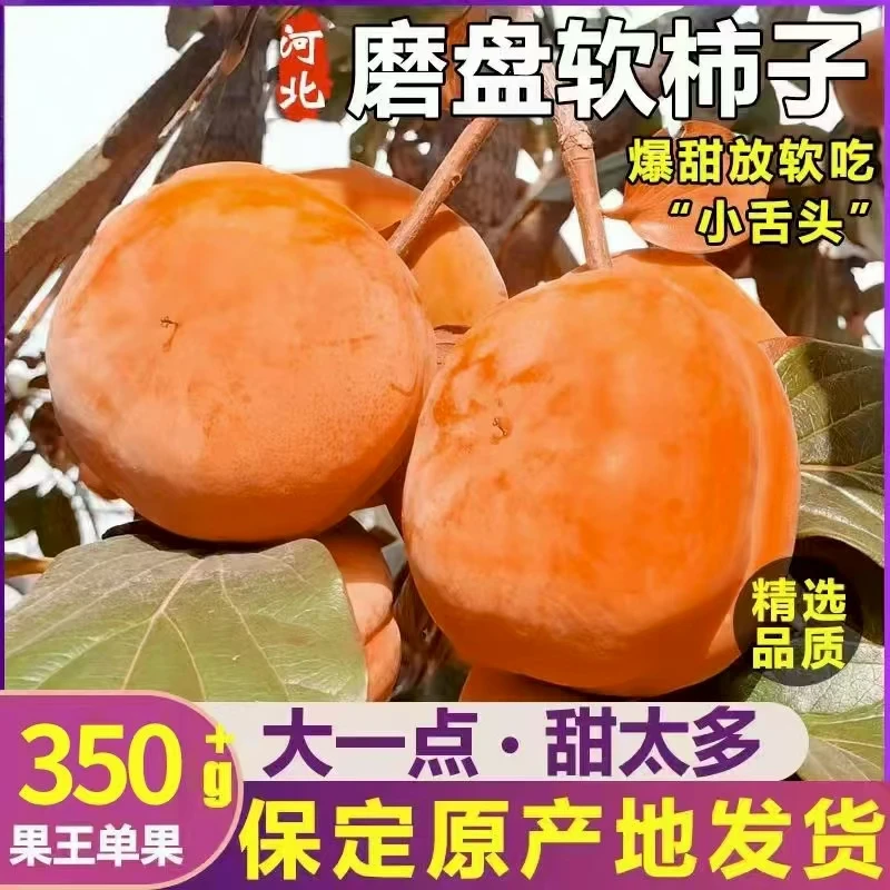 甄选精品果王河北磨盘软柿子350g以上特大黄甜软柿子甜应季鲜果