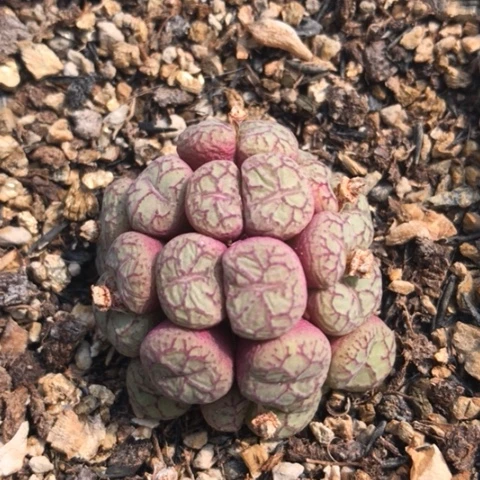 多肉肉锥 25头 青姬