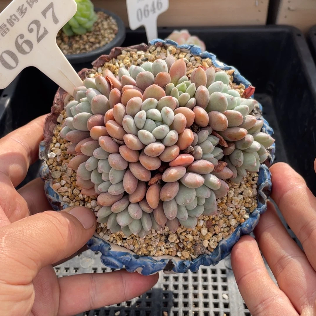 0627特殊系统不带盆11厘米