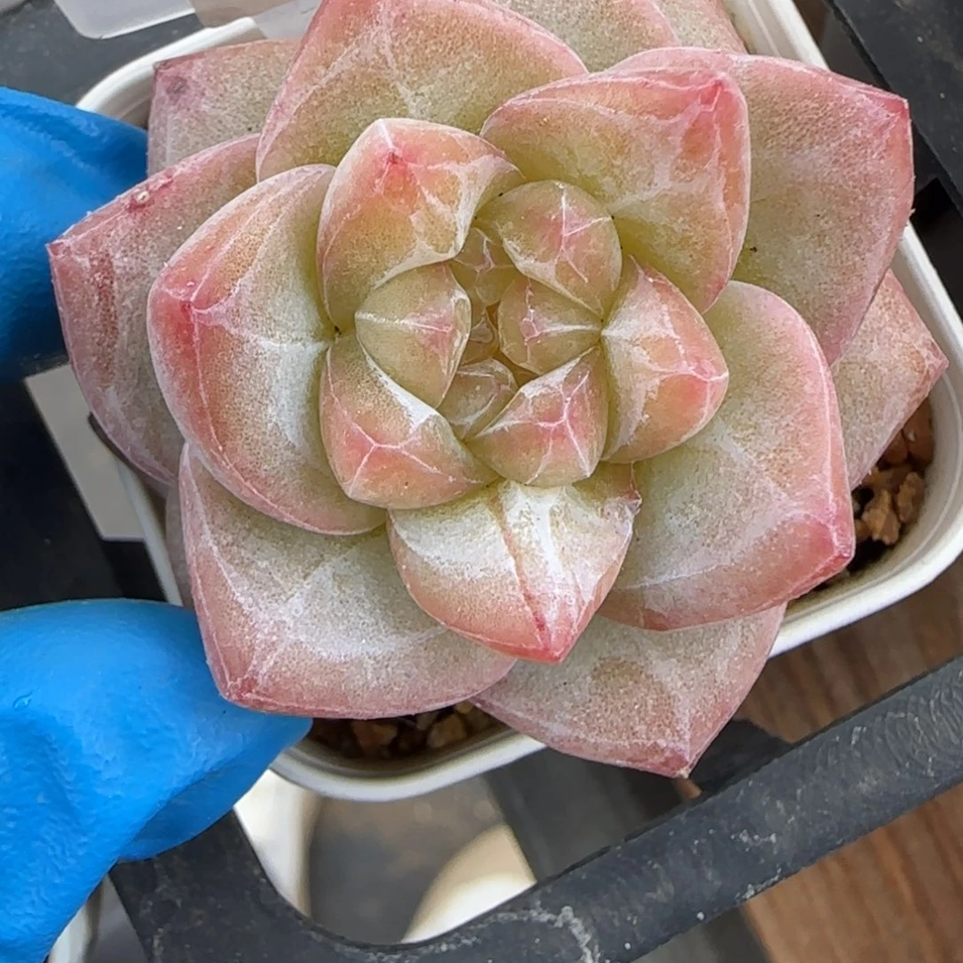 176东篱下多肉植物盆栽