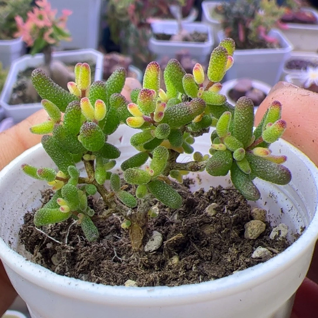 多肉植物枝干飞机猪