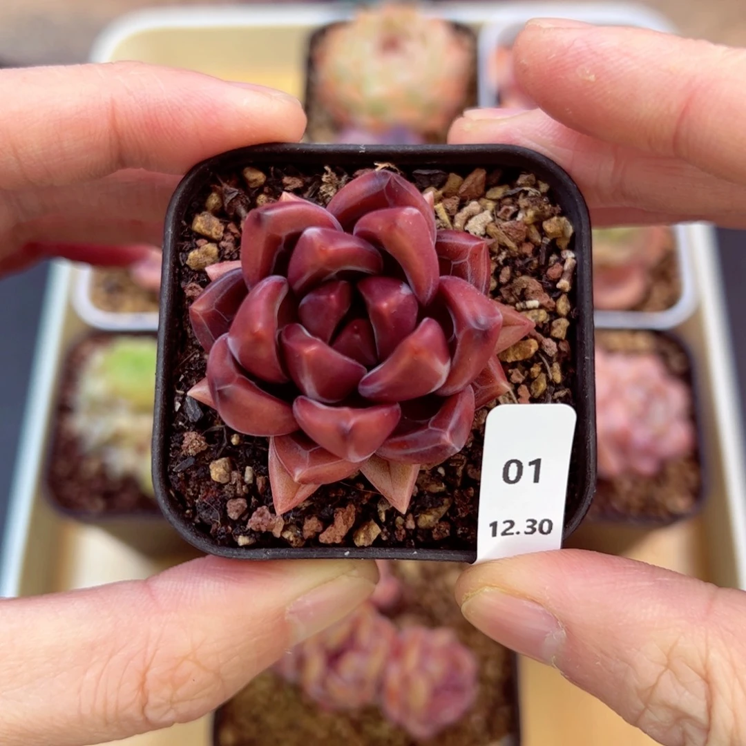 好好看01、哈哈哈哈