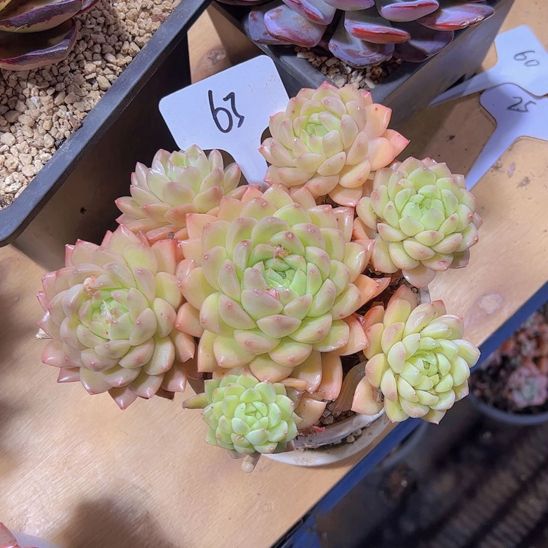 阳**丁63麦杆捧花。。。。。。