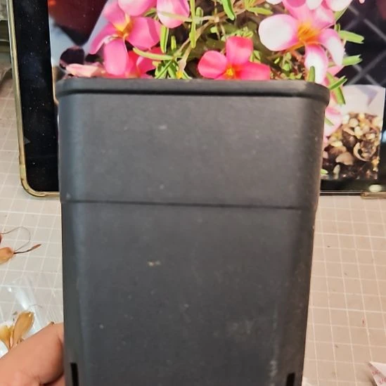 融***仔酢浆草花盆日系盆10个