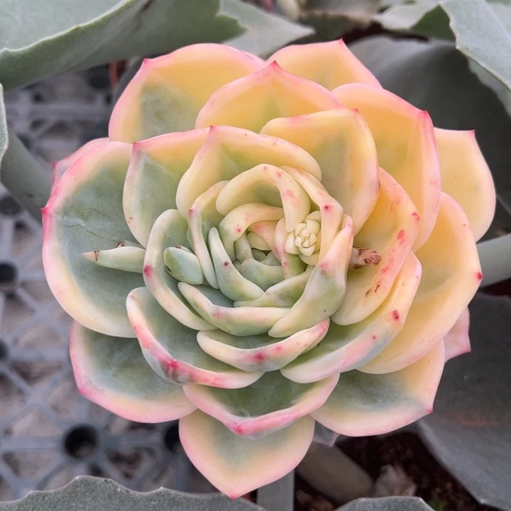 伊丽莎白锦一物一拍锦龙