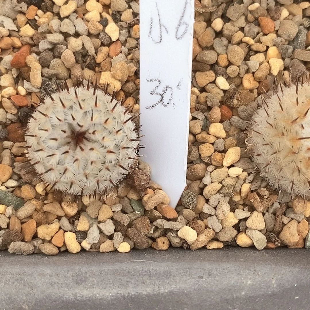 小***6直刺佩雷花花花花花