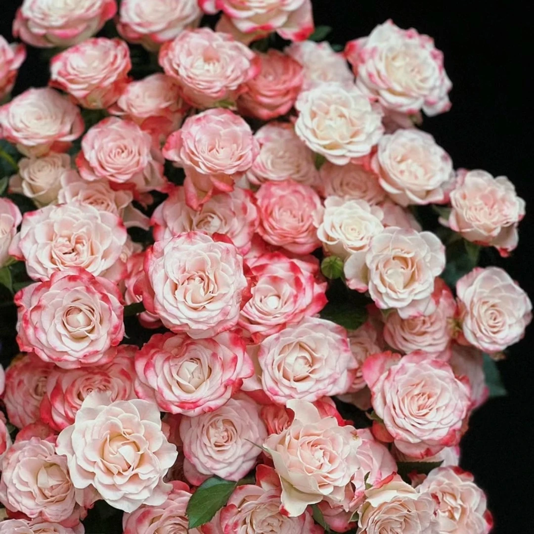 【折射泡泡多头玫瑰云南基地鲜花 多头玫瑰6支 批发包邮