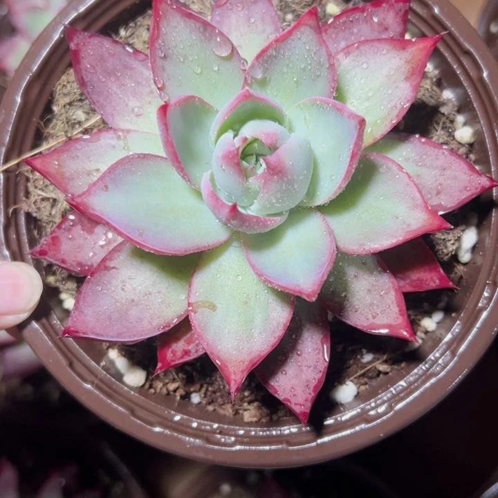 惊鸿仙子精品多肉植物