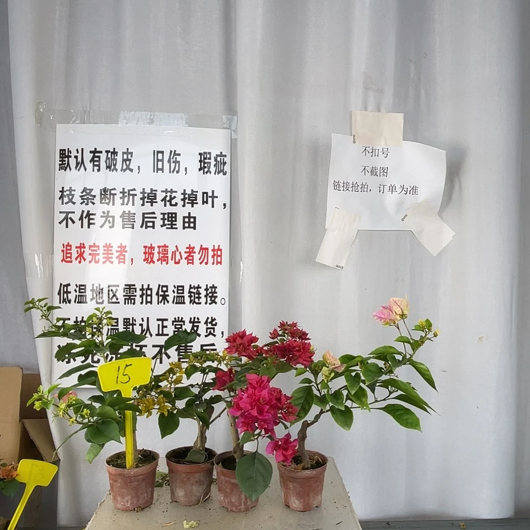 当前无花栽培后可以开花15掌中宝组合