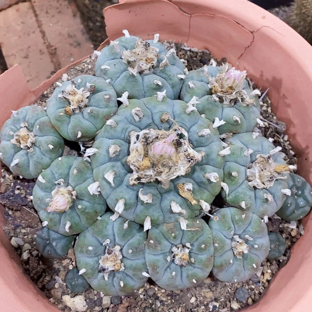 无花朵天****号0000000000000000