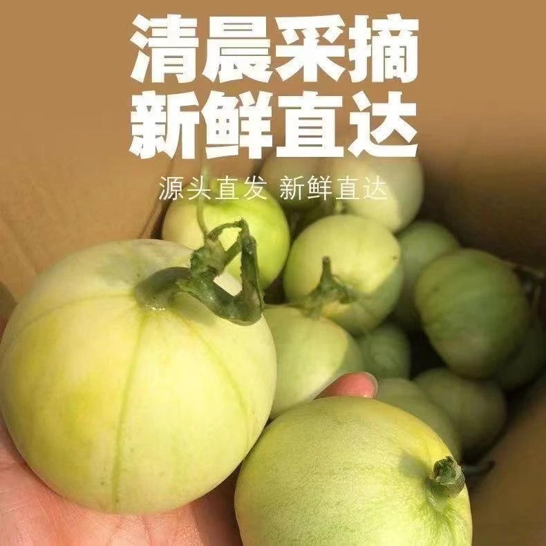 老式白甜瓜美浓现摘新鲜绿宝小白瓜小香瓜大肚脐甜宝香瓜