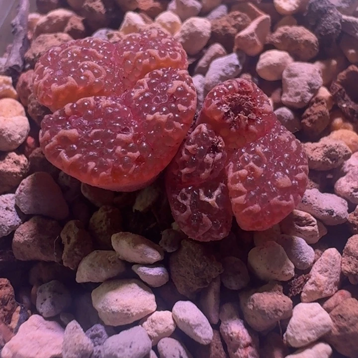 22号1443.25四头有干疤