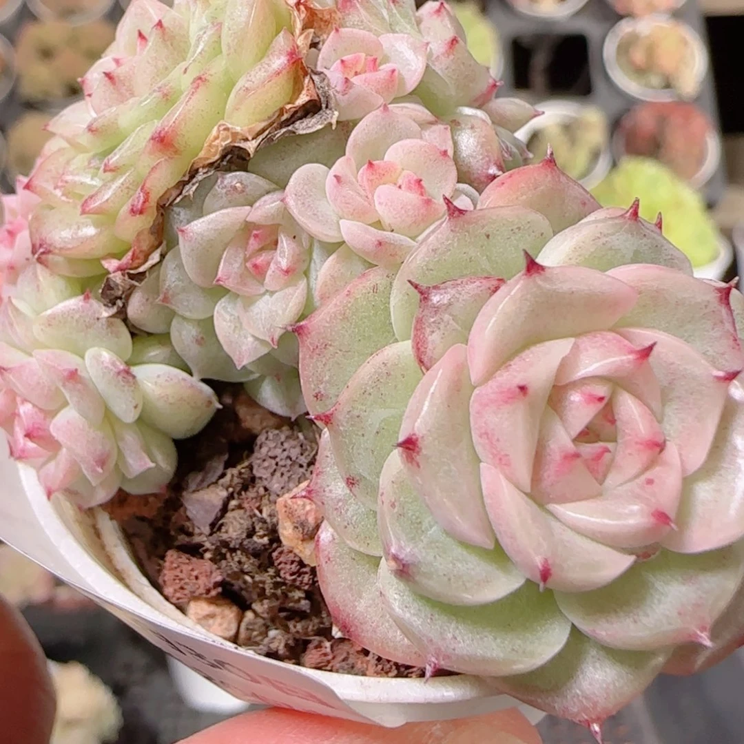 花语多肉1130-410散