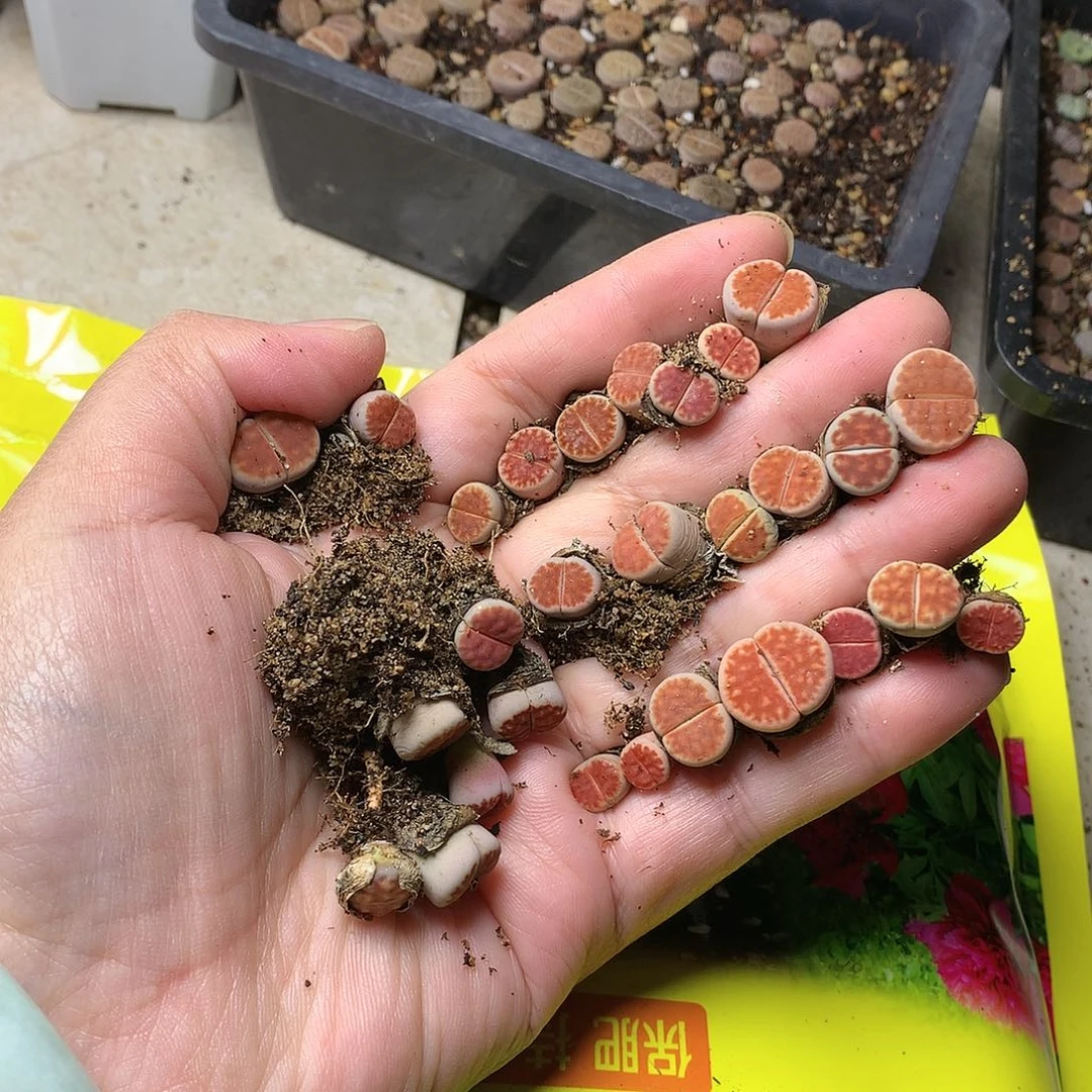 妲****ぃW449多肉植物保护
