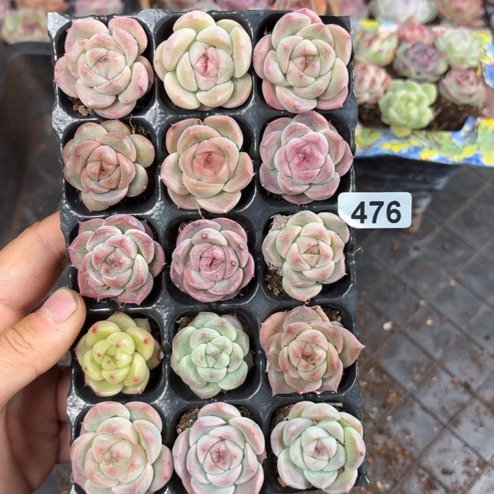 精品多肉直播间476