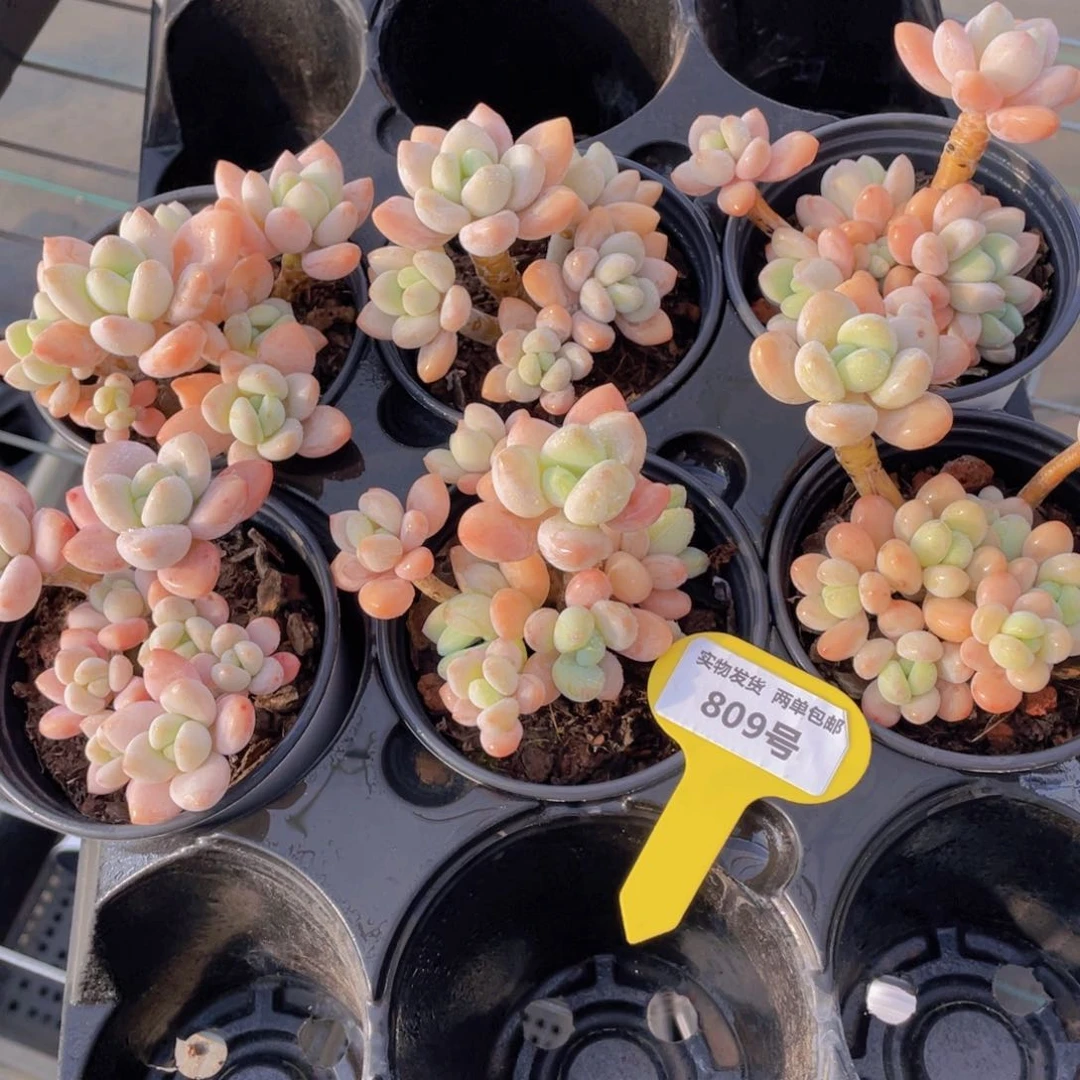 809号飘枝老桩香水洛神大群一个