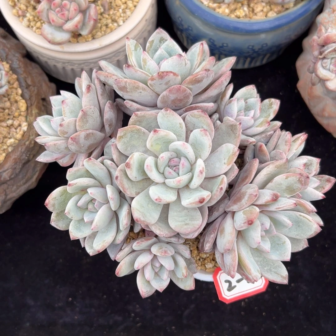 新年快乐 新年快乐