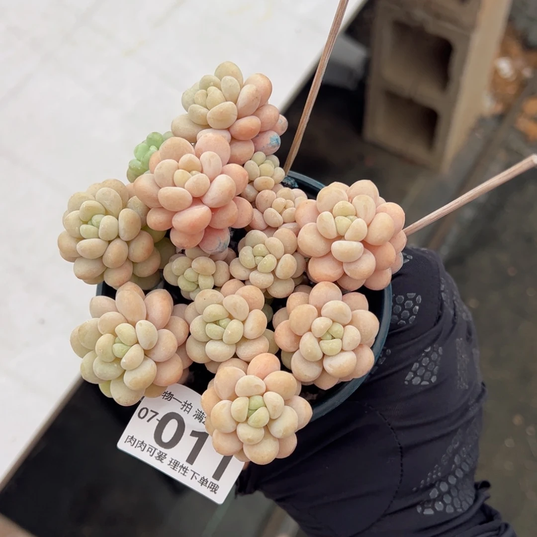 洛可可多肉多肉多肉多肉