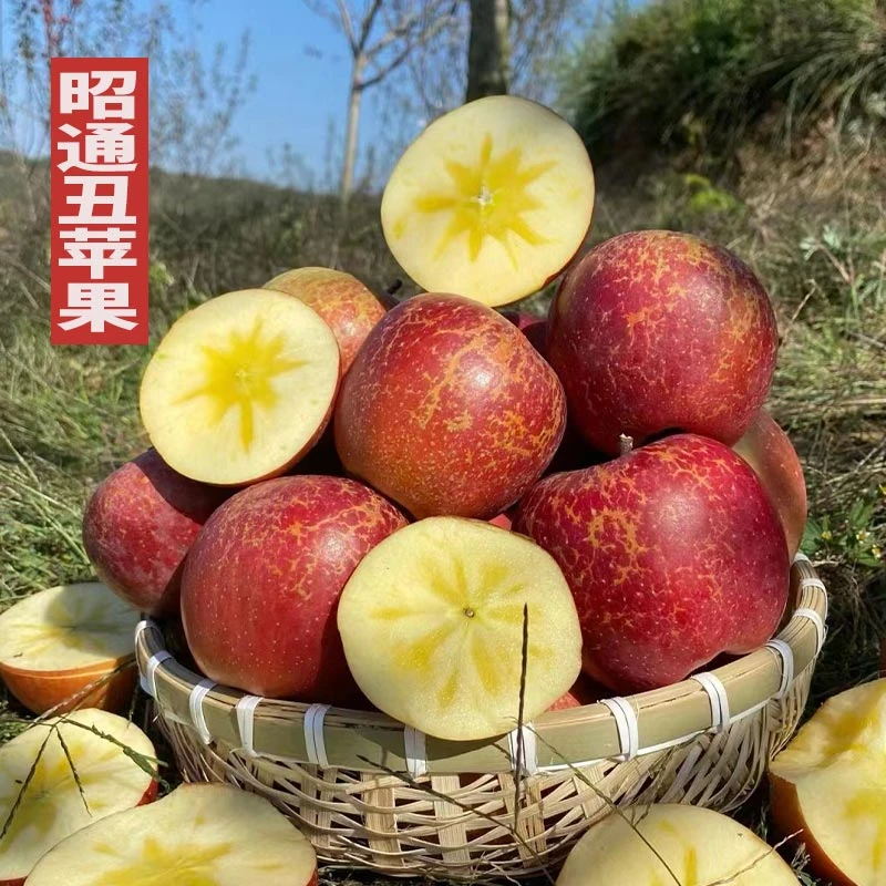 【昭通丑苹果】正宗云南昭通高原冰糖心丑苹果红富士现摘现发