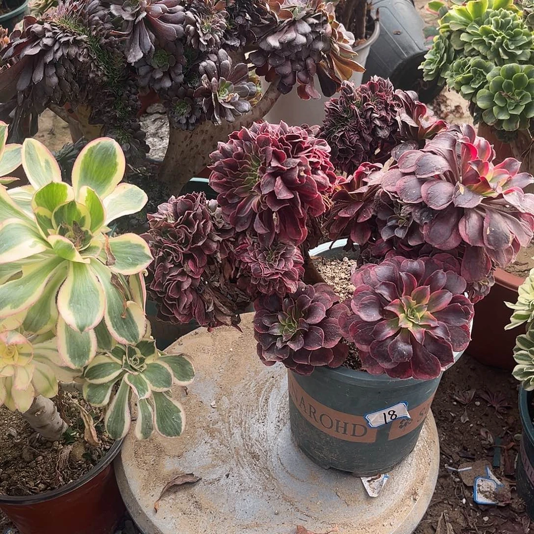 1美杜莎缀化多肉植物