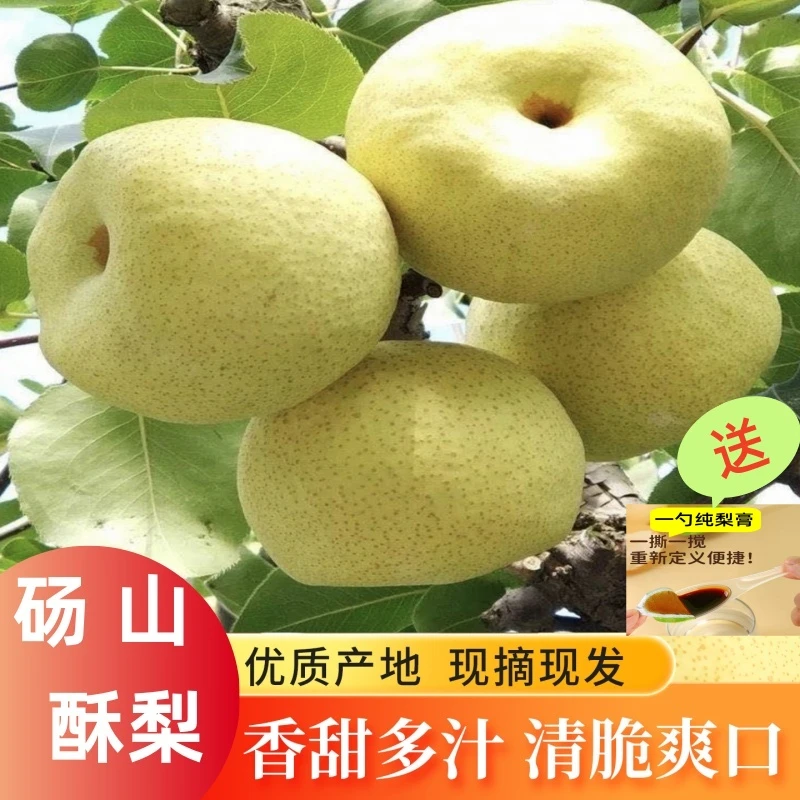 一亩正宗砀山酥梨9月应季新鲜水果皮薄多汁脆甜爽口果肉细腻无渣