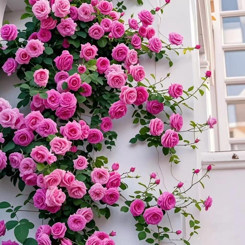 大花爬藤蔷薇花苗月季老桩浓香庭院植物阳台花卉玫瑰花苗四季开花