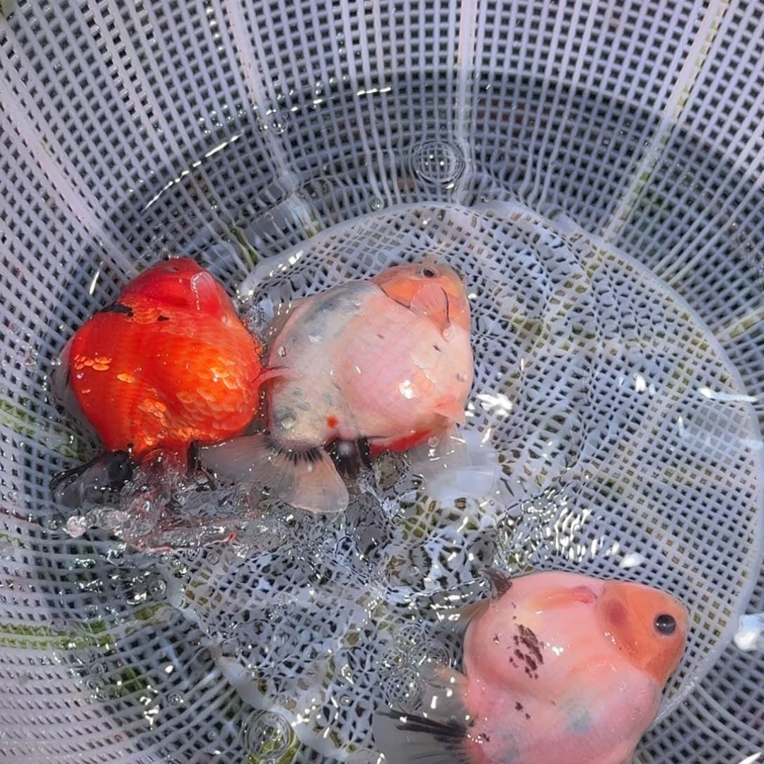 金鱼红白短尾将军狮子