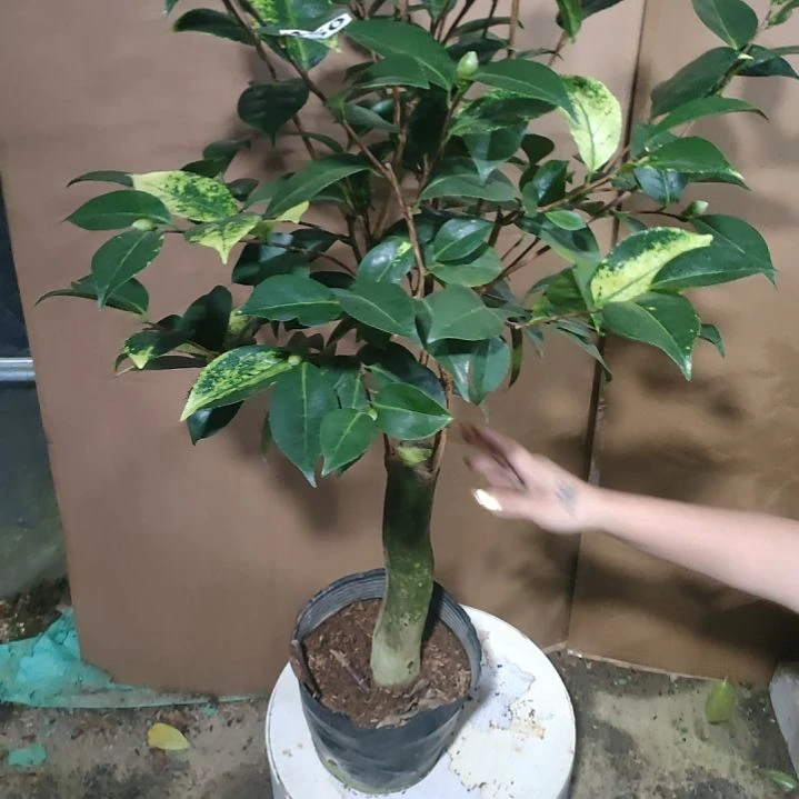 450玉天使，原盆原土发货，不包邮