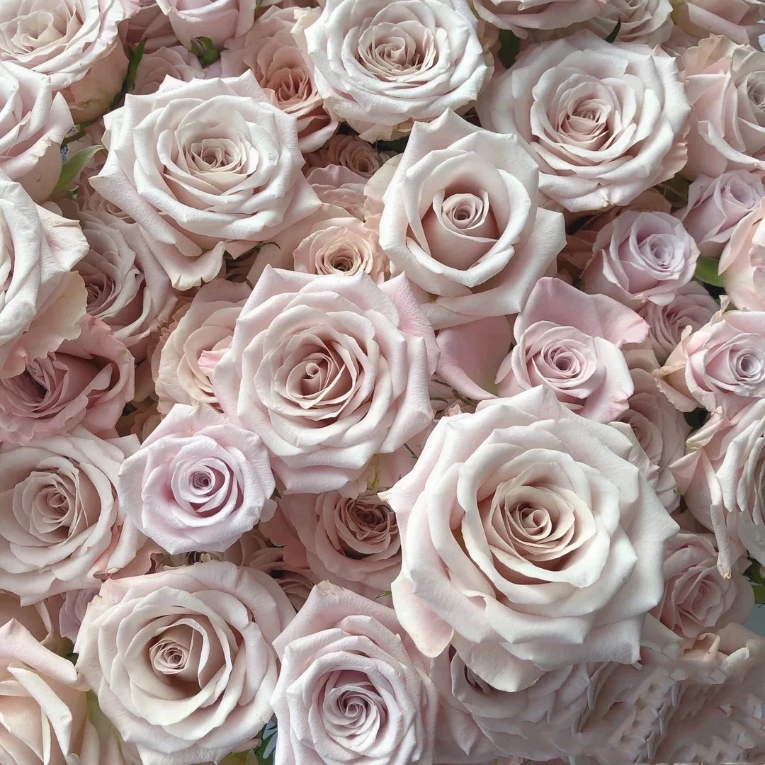 【曼塔玫瑰】超A品质基地直发鲜切花顺丰