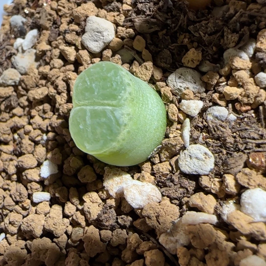 肉锥多肉植物组合-胖虎1641