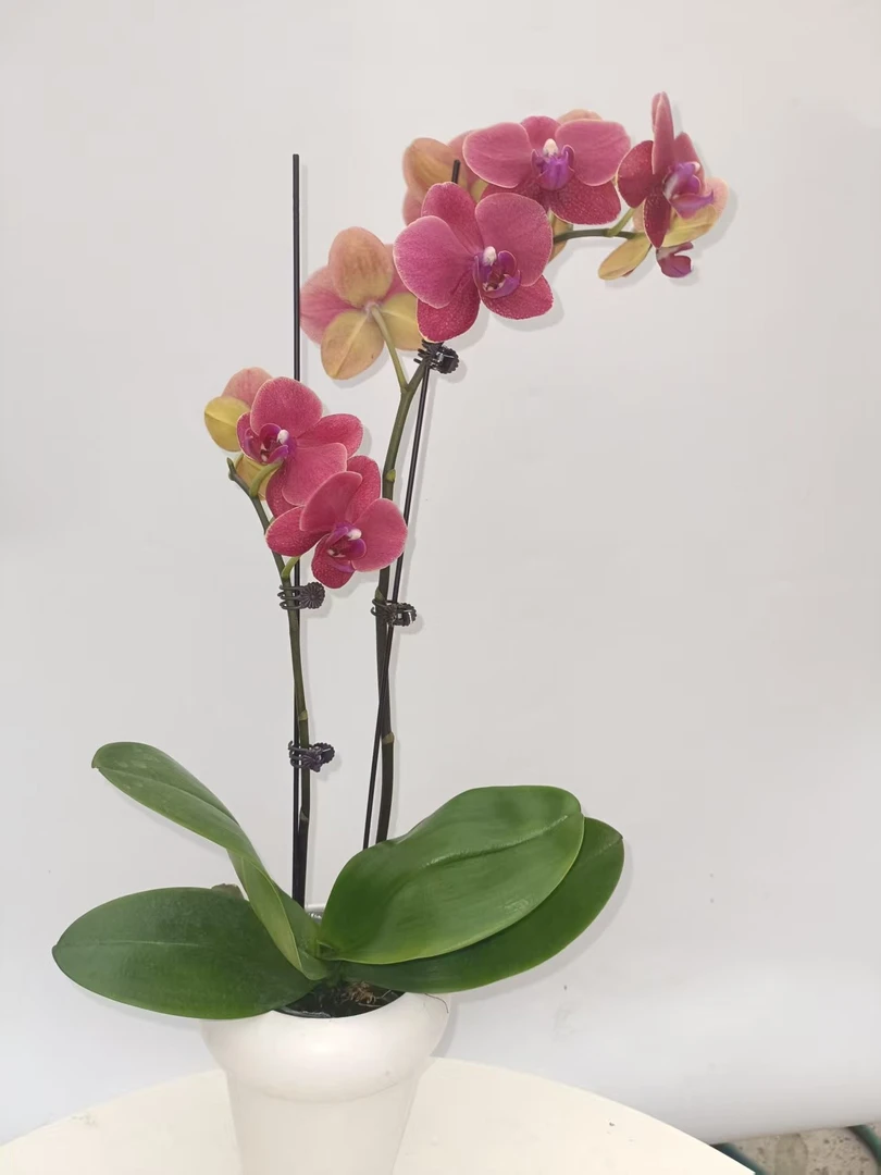 欢然花田培植蝴蝶兰（红金桔）双梗，全花无花苞 花量少