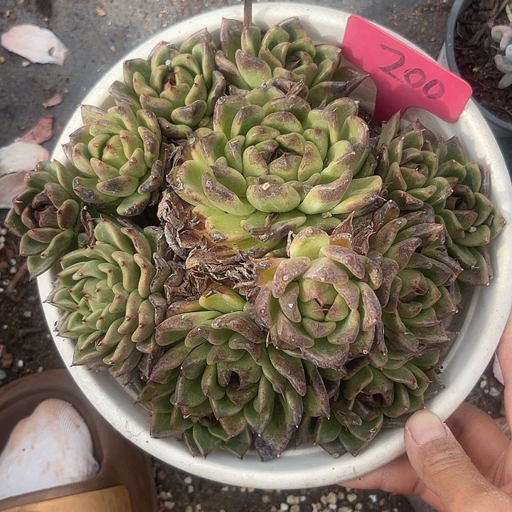 晨语多肉，一物一拍紫水晶200