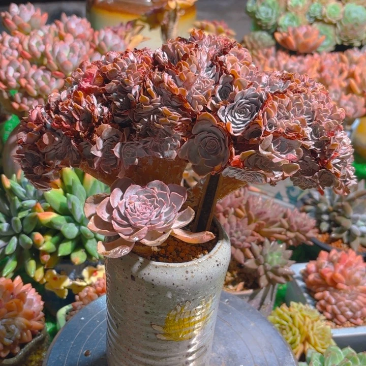 天赐缀 老桩一颗 脱土发货
