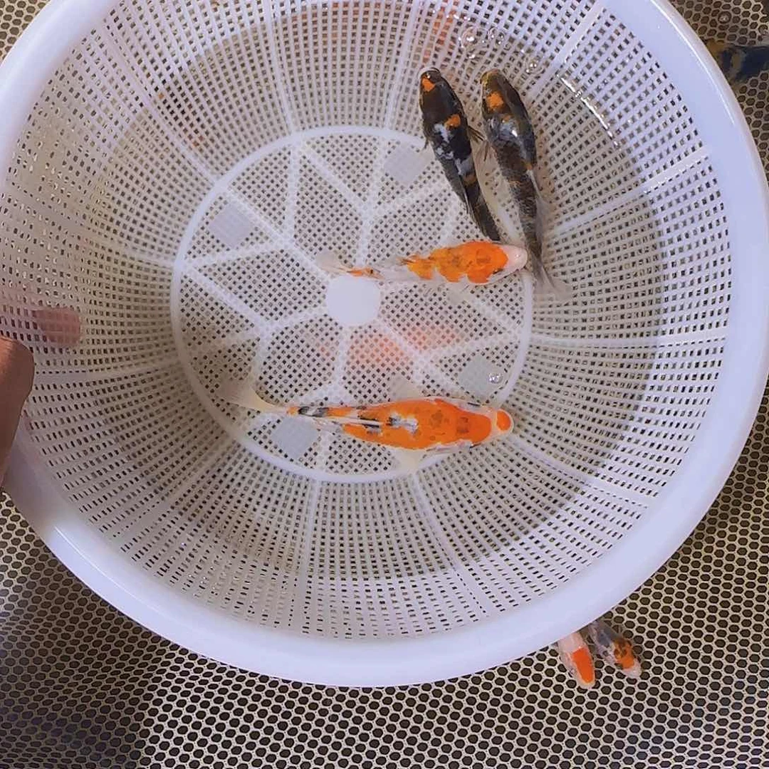 小***白海水锦鲤的故事是