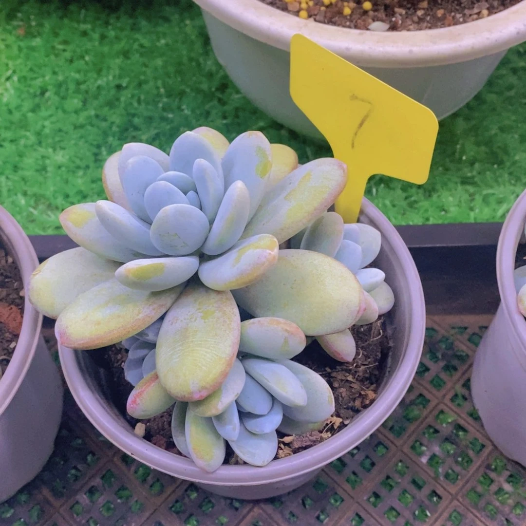 岚****室开心多肉植物多肉