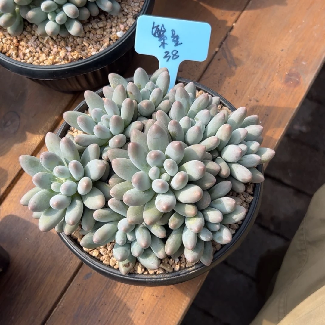 繁***w汤圆11111111111111111