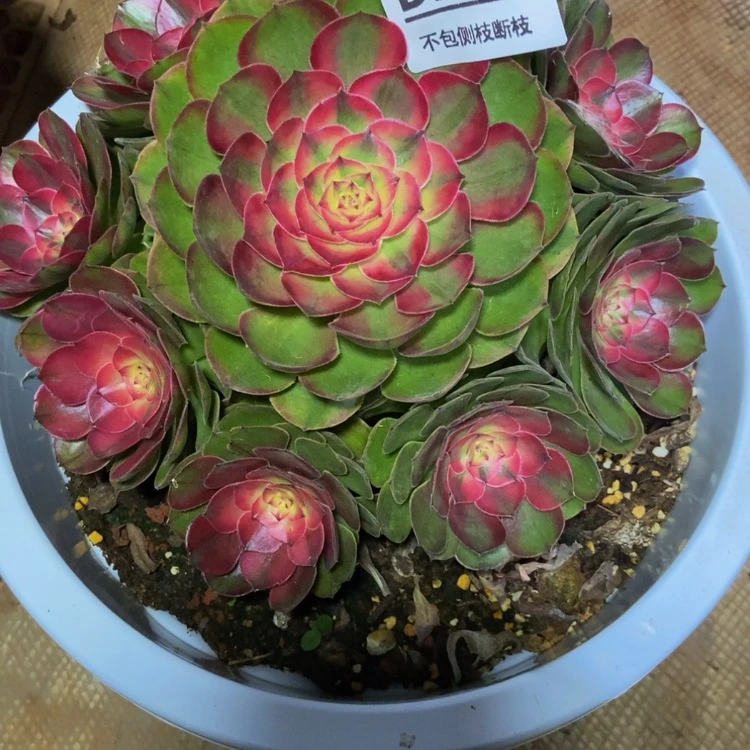 【闪购商品】y****?259荔枝多肉