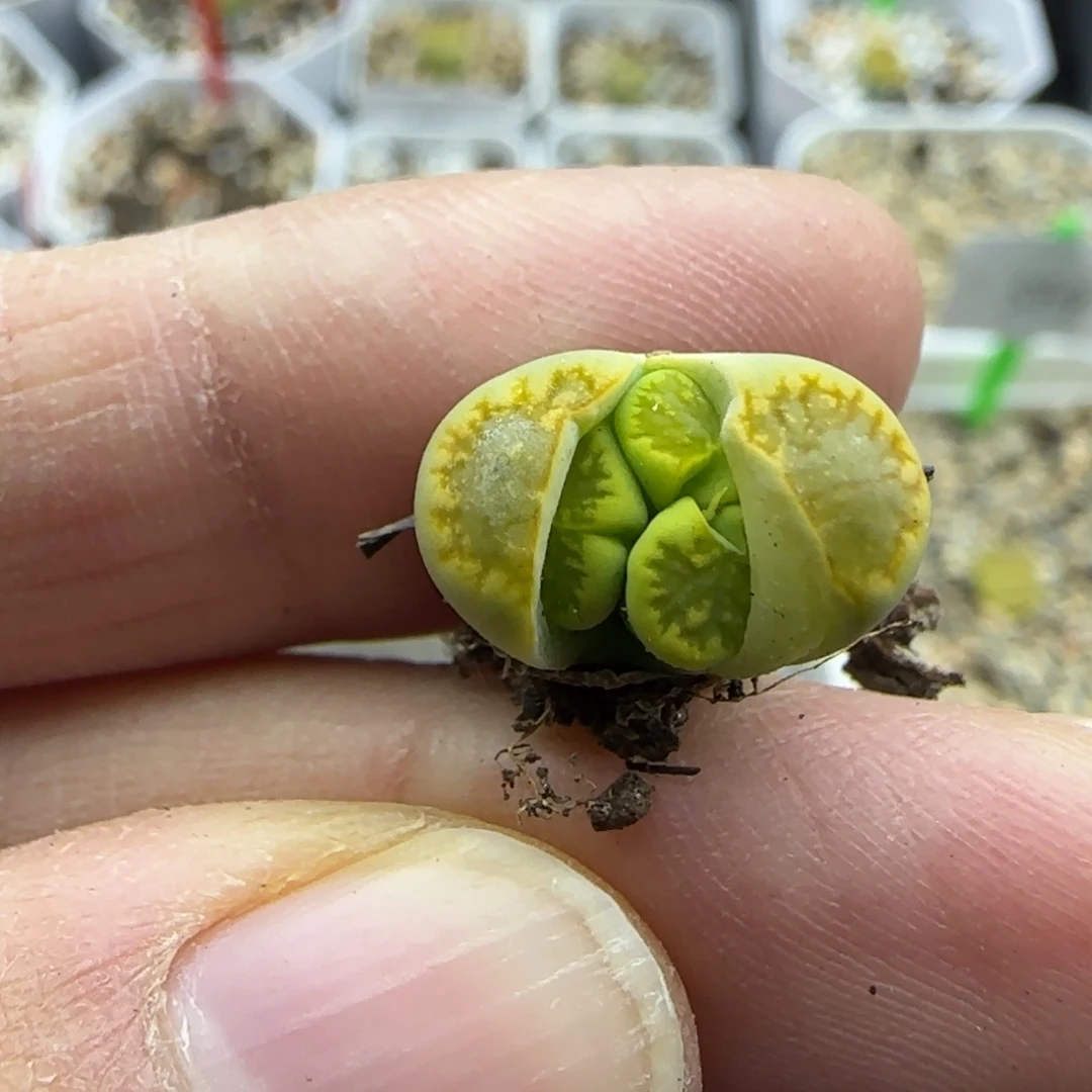 325开播福利一颗绿菊30包邮