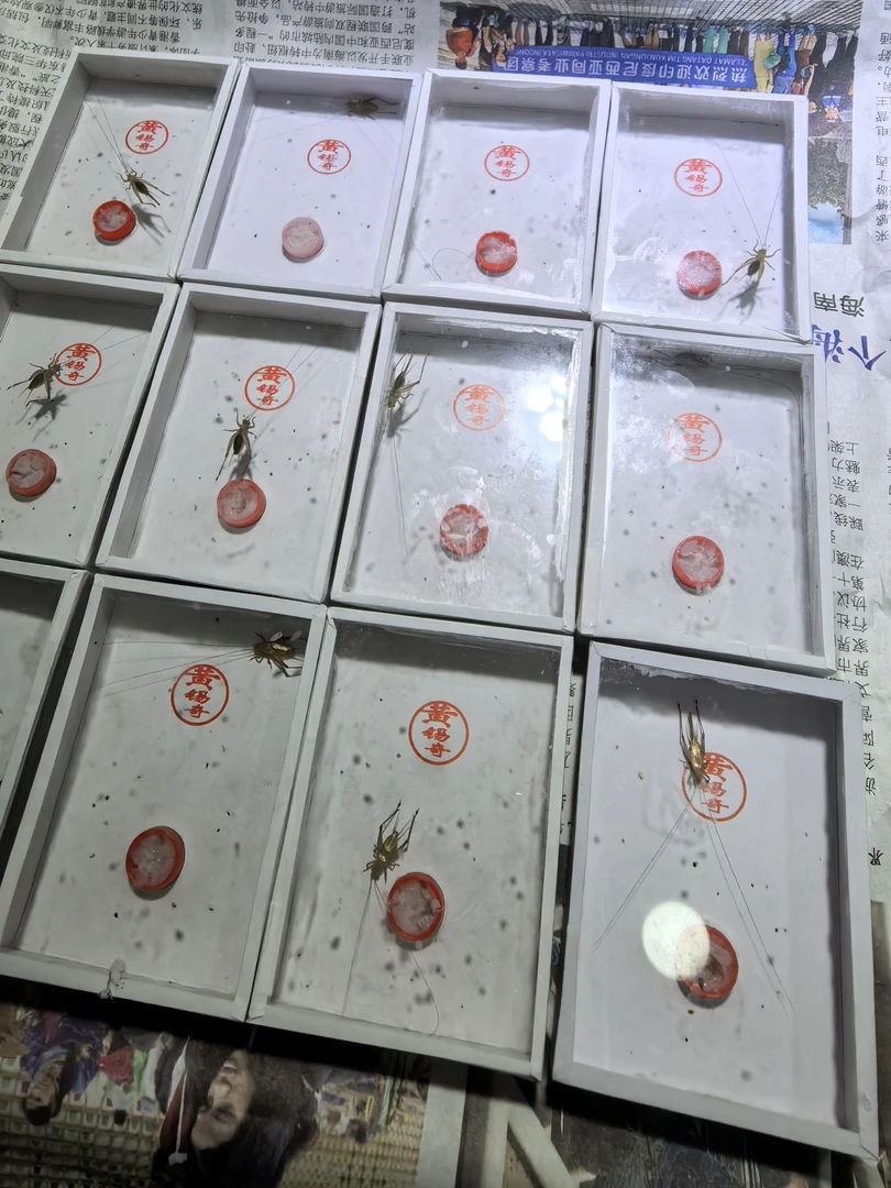 黄锡奇长须大黄蛉