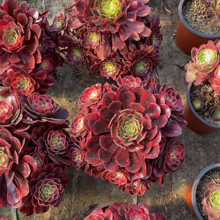 美杜莎加沙皇一组多肉植物