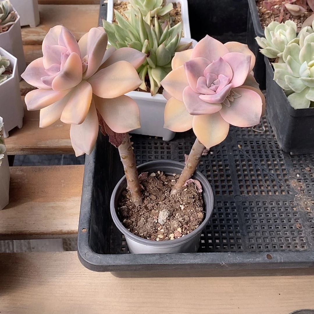 紫乐锦多肉植物老桩