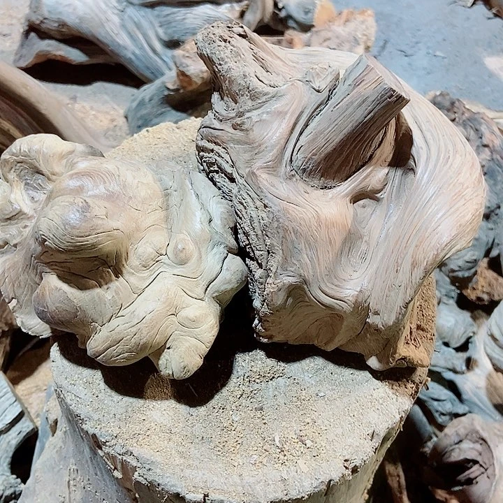 大***杨柏木太行山区柏木木木