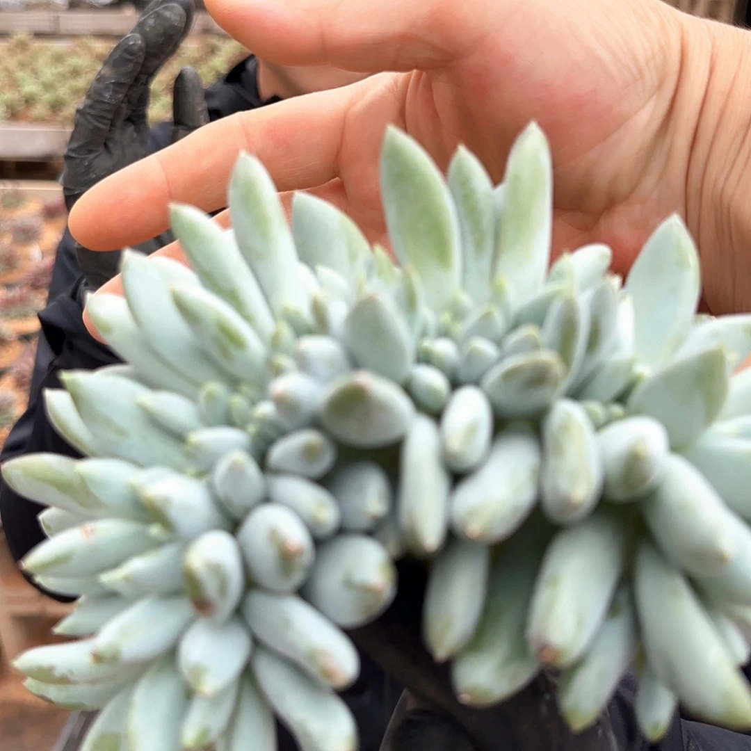 哥特缀98.8               肉