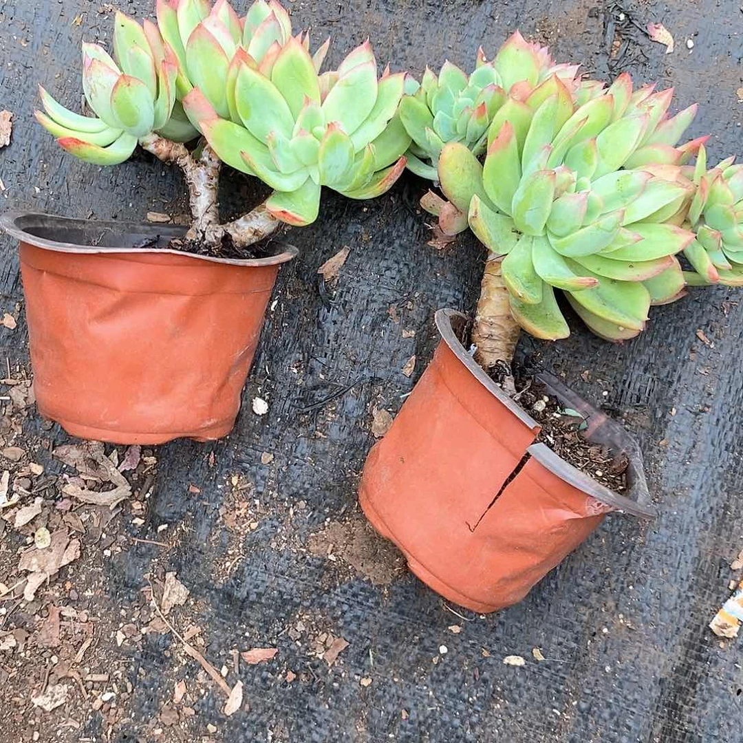 玛***卡绮罗两颗多肉植物