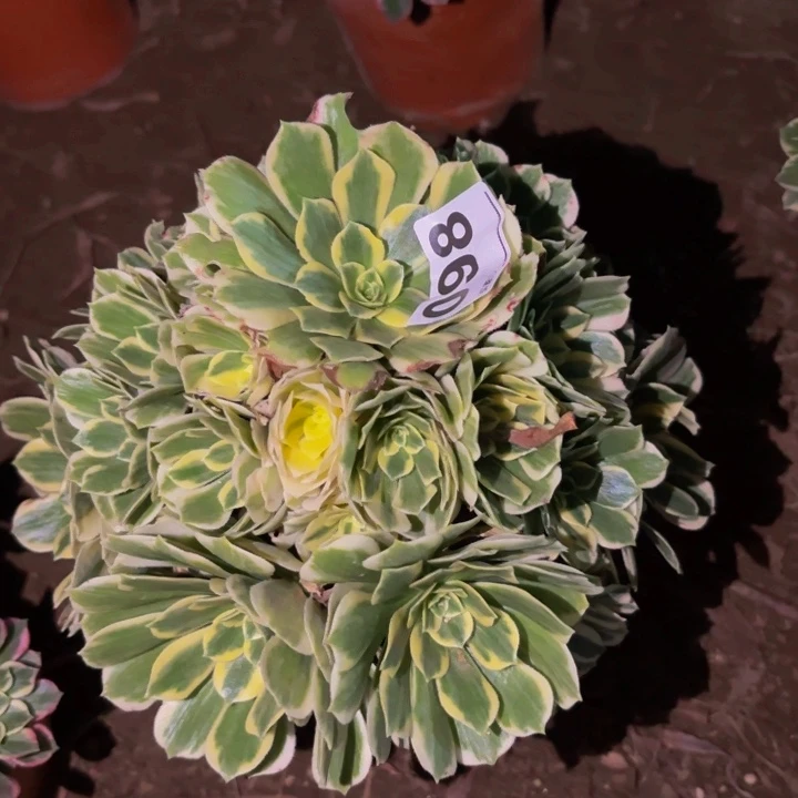 098迈巴赫多肉植物