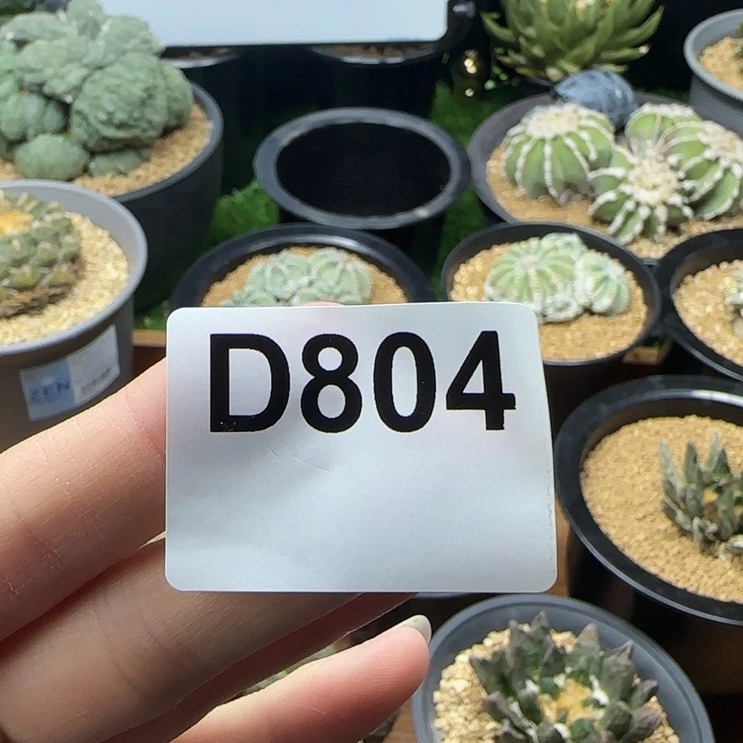 光琳推荐仙人球专拍