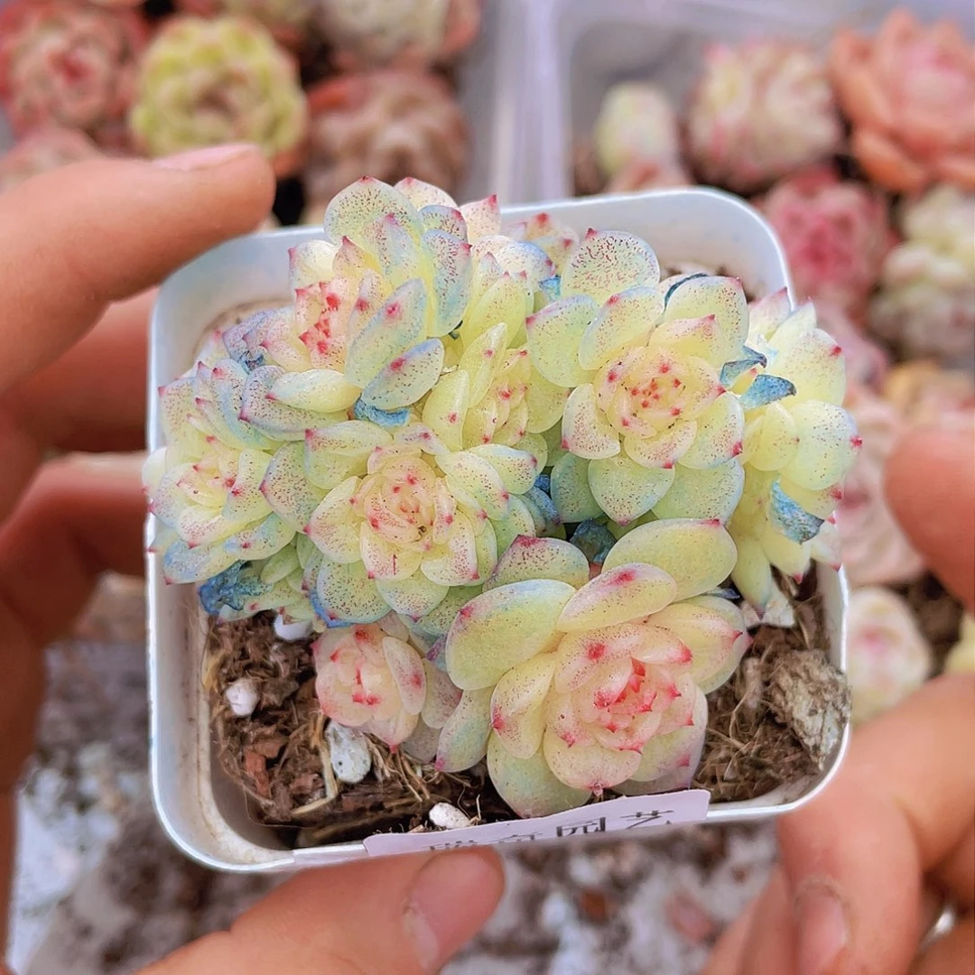 00000000000000003量拍