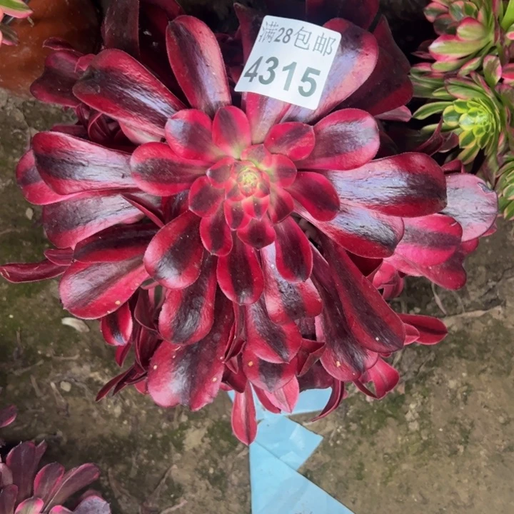 4315美杜莎多肉植物